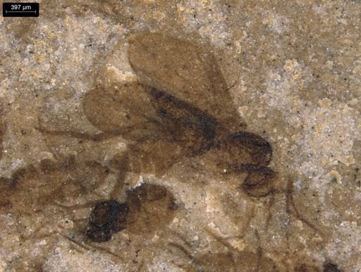 undet. Diptera