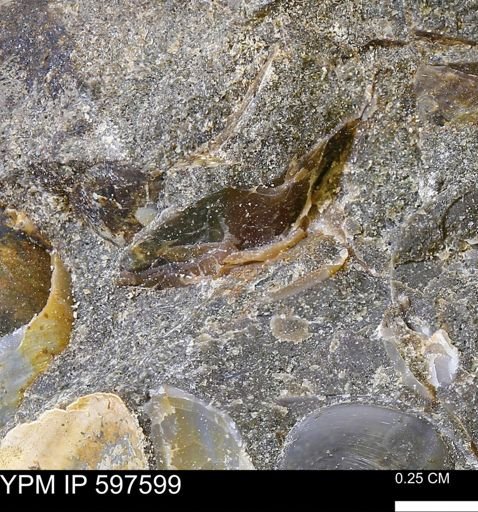 Ammonoidea?