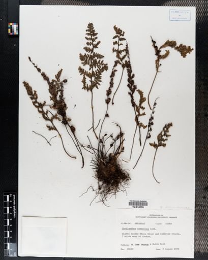 Cheilanthes tomentosa