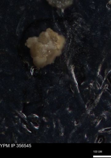 undet. Foraminiferida