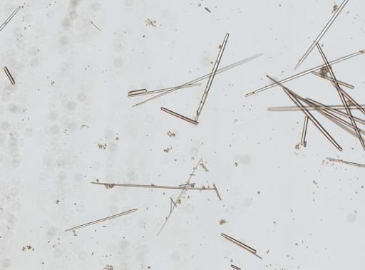 Tectitethya crypta