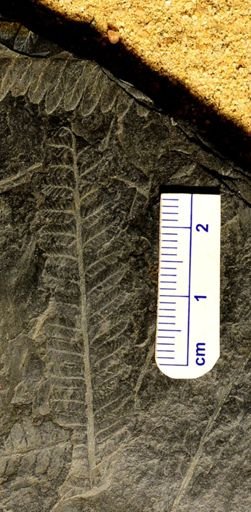 Pecopteris sp.