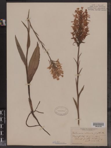Habenaria ciliaris