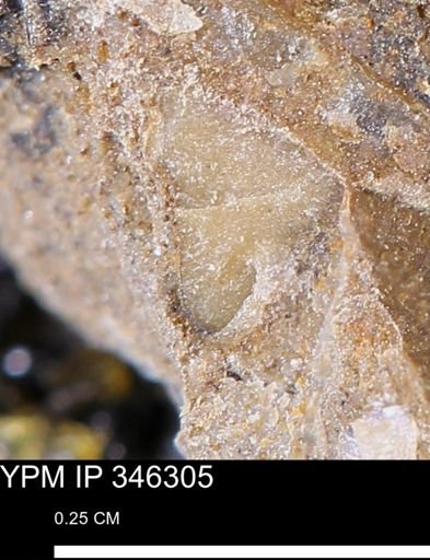 undet. Mollusca