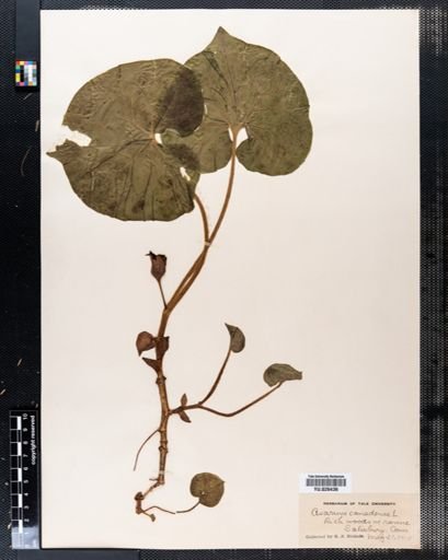Asarum canadense