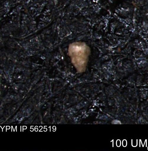 Verneuilina canadensis