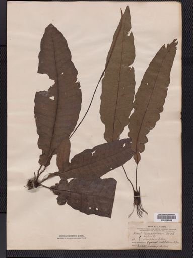 Leptochilus