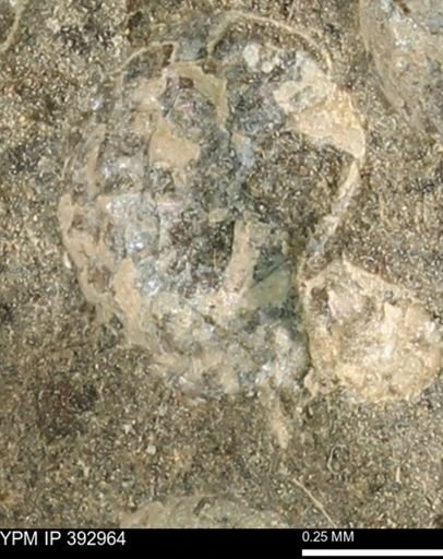 Scaphites sp.