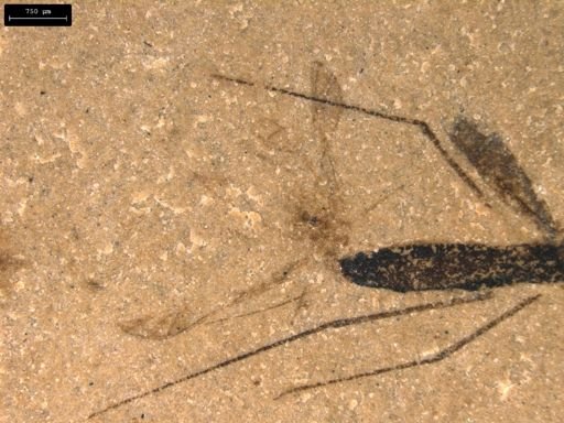 taxon undetermined
