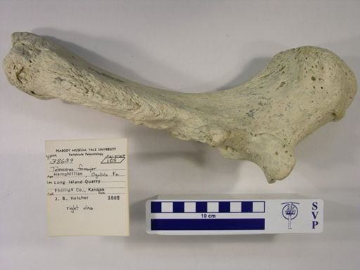 Teleoceras fossiger