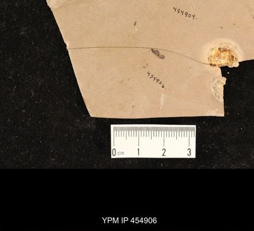 undet. Culicidae