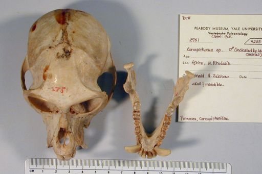 Cercopithecus