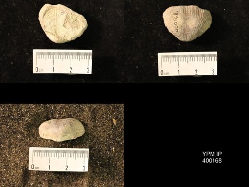 Marginifera lasallensis