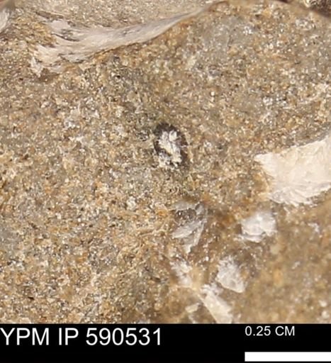 Vertebrata?