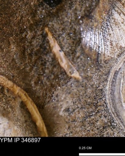 undet. Bivalvia