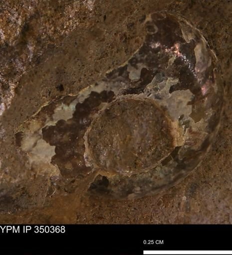 undet. Ammonoidea