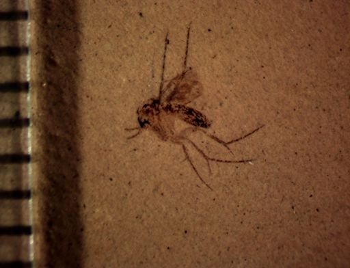 undet. Mycetophilidae