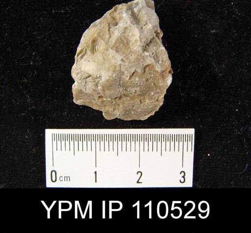 Zygatrypa mica