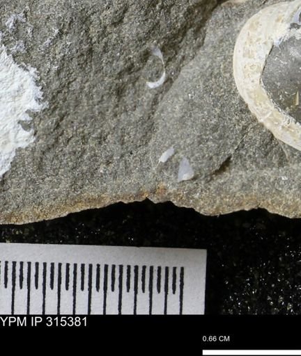 undet. Mollusca