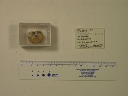 Archaeohyrax suniensis