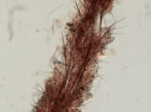Phakellia sp.