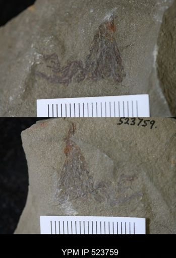 undet. Graptolithina