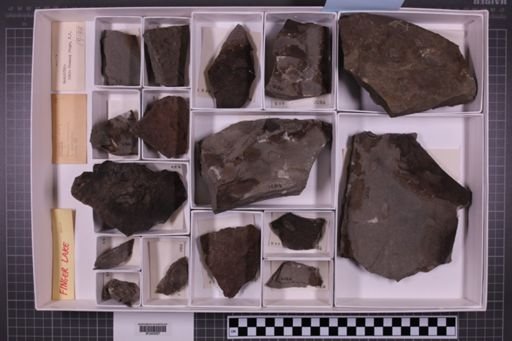 mixed taxa, stratigraphic collection