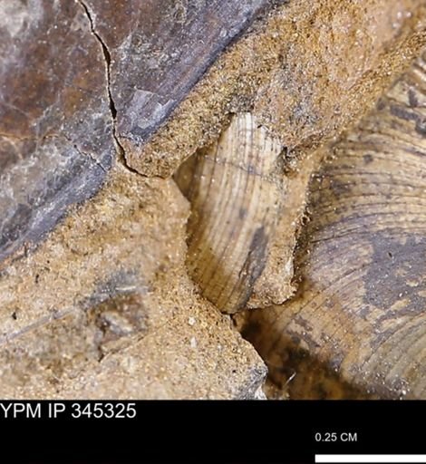 Limopsis striatopunctatus