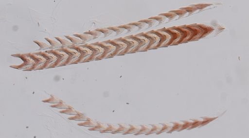 Flabellina nobilis