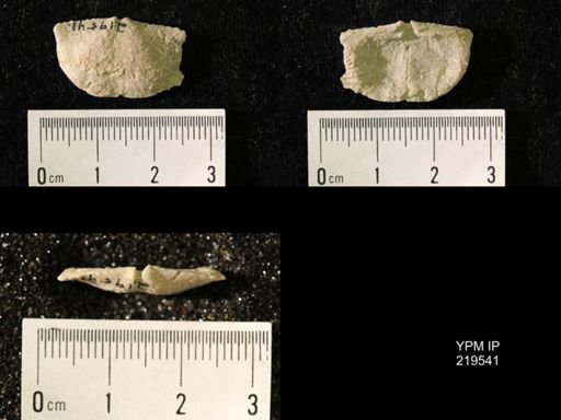 Chonetes granulifer