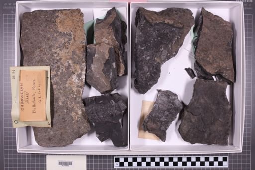 mixed taxa, stratigraphic collection