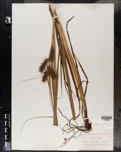 Carex lupulina