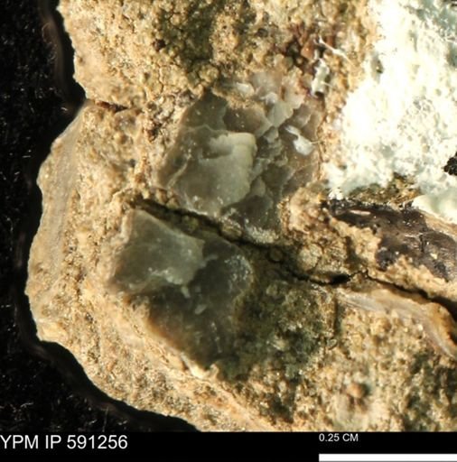 undet. Bivalvia