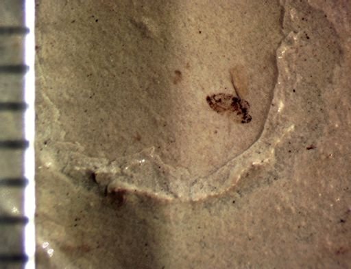 undet. Diptera