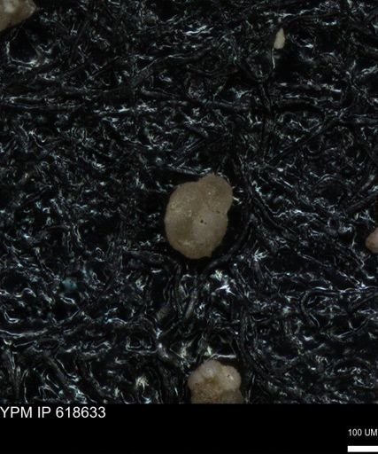 undet. Foraminiferida