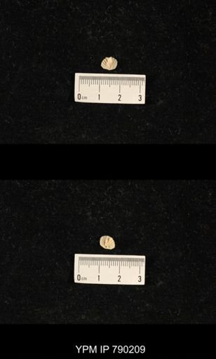 Derbyia sp.