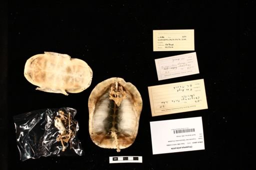 Chrysemys picta picta