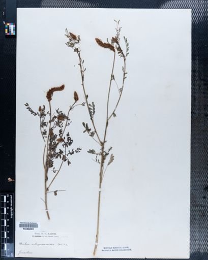Dalea alopecuroides