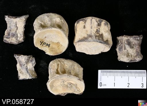 undet. Actinopterygii