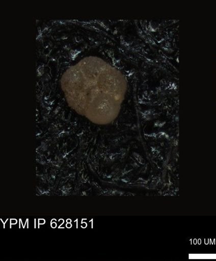 undet. Foraminiferida