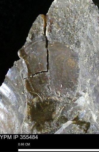 undet. Bivalvia