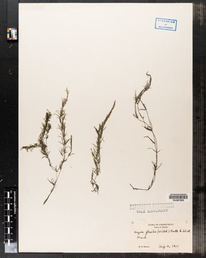 Najas flexilis