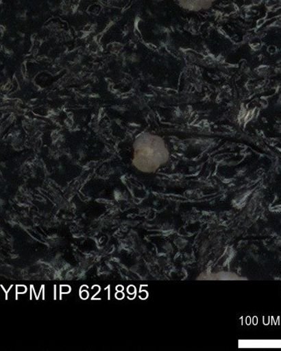 undet. Foraminiferida