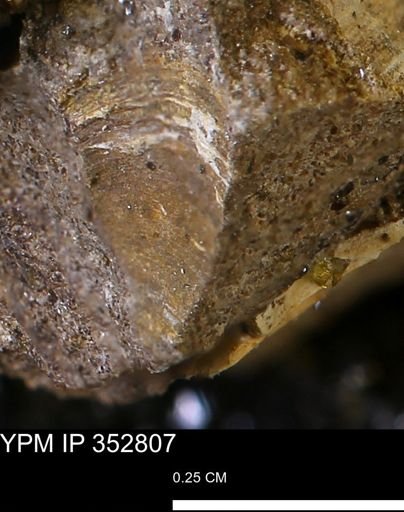 undet. Mollusca