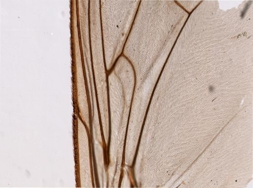 Glossina palpalis