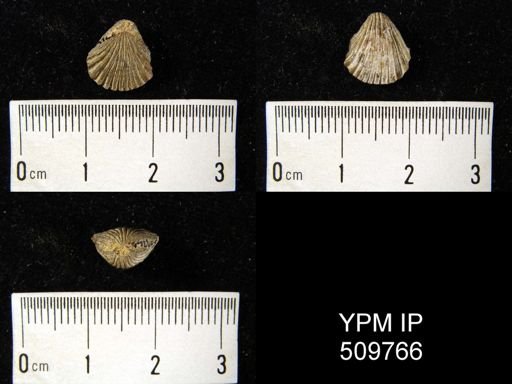 Eudesia sp.
