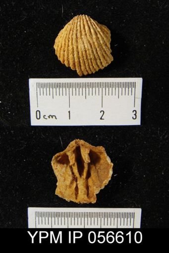 Anastrophia verneuili