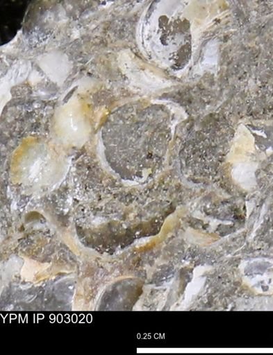 undet. Mollusca