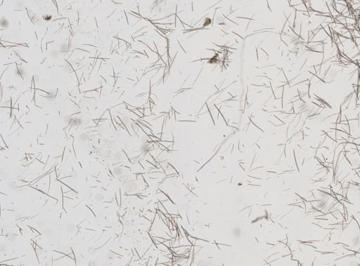 Halichondria panicea