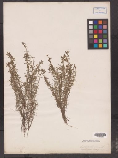 Callitriche heterophylla